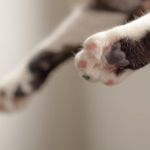 animal-cat-cute-909916